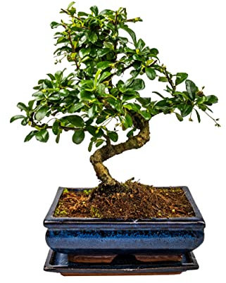 Bonsai Baum mit Keramik Blumentopf - Ligustrum, Ficus, Carmona, Podocarpus, Chinese elm - ca. 6-9 Jahre (20cm Schale ca. 8 Jahre, Carmona P20 S)