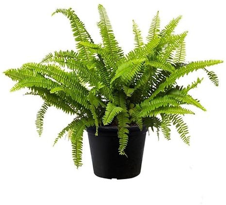 Helecho Hembra Natural la Planta de Exterior que Embellece tu Entorno