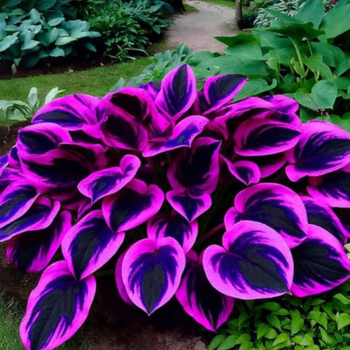 Funkien Rhizoms-Schattentolerante Premium-Stauden Gartenprojekte-Winterhart Geeignet FüR Eingangsbereiche -6 hosta -e