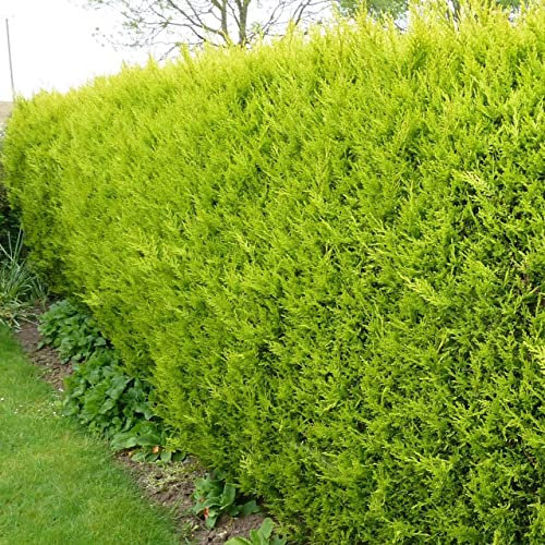 20 X 50-70cms Castlewellan Gold Hedging Conifers P9 Pots 1-2ft Tall