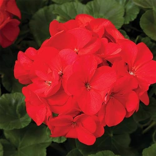 Maverick Series Geranium Red ~10 Seeds – Pelargonium x hortorum – Non-GMO, Annual – Compact 12-18 Plants – 4-6 Blooms – for Containers, Borders & Flower Beds – 91-105 Days