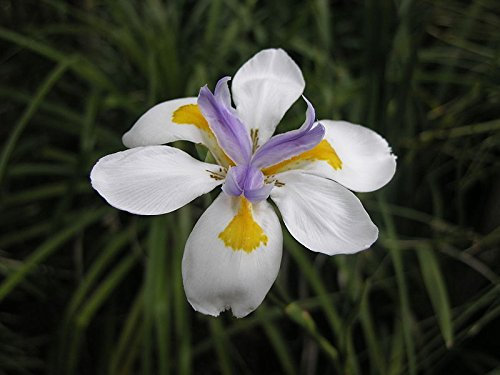 New Iris, African IRIS, Perennial Flower, Fortnight Lily, 40+ Seeds!: Only Seeds