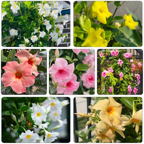 Mandevilla Dipladenia - semi interni giardino interni scalatrici resistenti selvatici giardino balcone decorazione salotto 400pcs