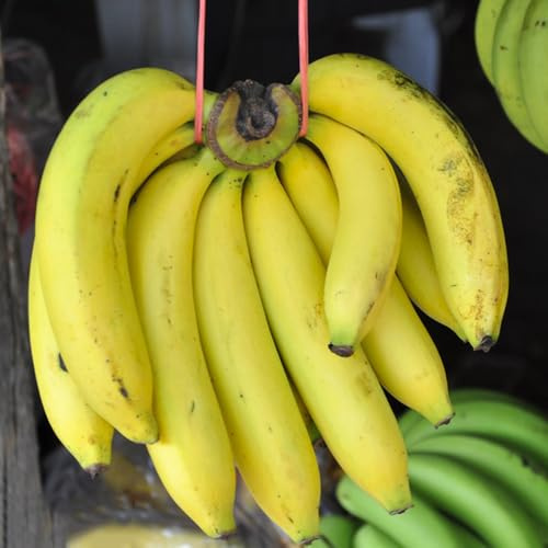 semi di banana di banano Coltivazione verdi, da appartamento banane da giardino perenni resistenti colonnari, balcone balcone appartamento per luoghi 15pcs