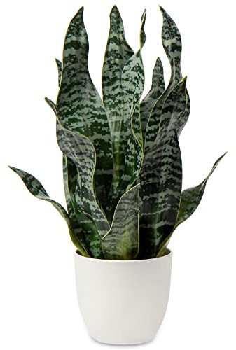 Hollyone Kunstpflanze Sansevieria, Kunstpflanze Klein, Zimmerpflanze Künstlich, 42CM Künstliche Schlangenpflanze für Home Office Hotel Bookstore Cafe Moderne Dekoration, Grün