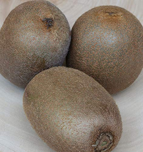 weibliche Kiwi Hayward 100-125cm - Actinidia chinensis