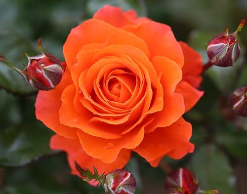 Rose Bush Orange Rose Bush for The Garden in a 3 Litre Pot- Gorgeous Orange Colour- British Grown