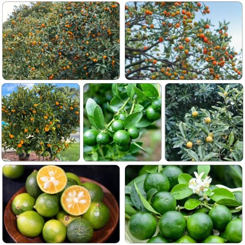 kumquat büropflanzen zwergobstbäume dachbegrünung winterharte kübelpflanzen bonsai topf balkonpflanzen baumsamen hochbeete für garten obstbaum exotische zimmerpflanzen obstsamen 225samen