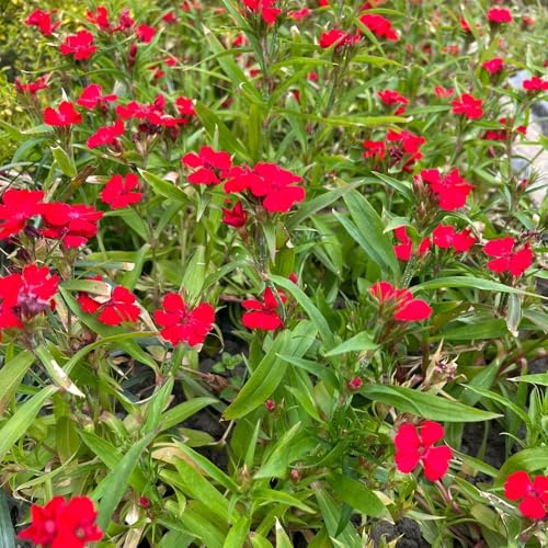 Semi di garofano rosso di biologiche da esterno da giardino roccioso giardino arredamento del soggiorno rampicante rara Vecchie varietà resistenti 50pcs
