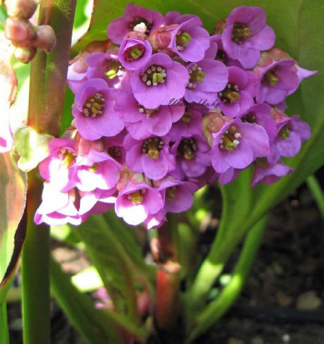 Staudenkulturen Wauschkuhn Bergenia Hybride 'Walter Kienle' - Bergenie - Staude im 11cm Topf