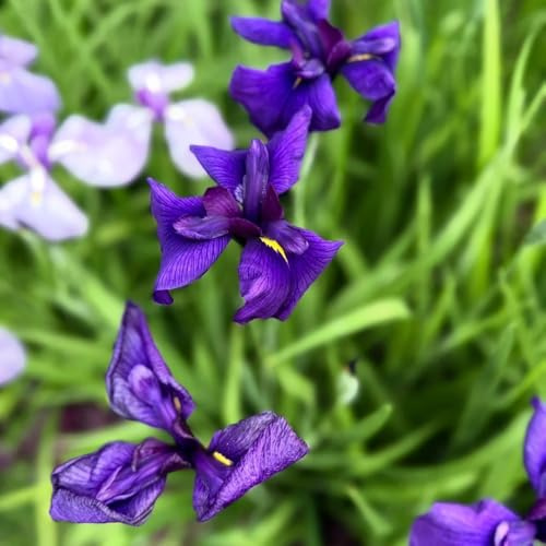 iris, floración temprana pradera silvestres perenne resistentes para jardín y balcón raras primavera jardín regalos primavera, cubresuelos, 4bulbos