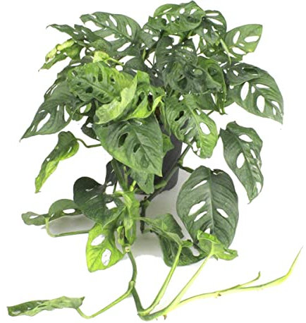 Monstera Adansonii PREMIUM Planta Natural de Interior
