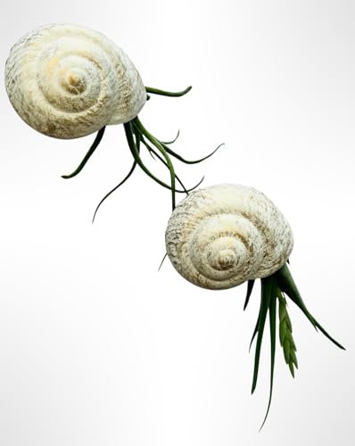 Set di 2 piante aeree Nautilus con gusci di perle bianche.
