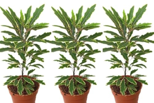 Pack de 3 Plantas Dizygotheca elegantissima, 15-20 cm. Falso ricino, Aralia elegantísima. Planta exótica de interior con hojas finas y dentadas. Segura Garden.