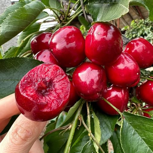 Semillas de cereza, raras semillas de huerta de balcón semillas exóticas enanos resistentes regalos 55pcs