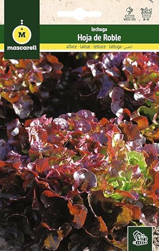 Mascarell Semillas, LECHUGA, Semillas Huerto, LECHUGA HOJA DE ROBLE ROJA, Crea tu Propio Huerto Urbano y Cultivo en Casa, Plantas Hortícolas, 4 Gramos