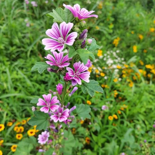 semillas de malva - variedades antiguas Malva silvestre - Decoración de jardín para exteriores perennes resistentes raras silvestres 800pcs