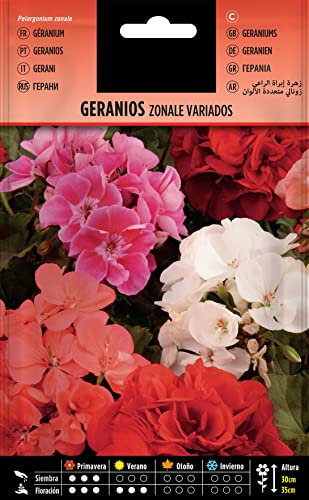 Flor Geranio Semillas Naturales para Cultivar Geranios Zonales en el Hogar
