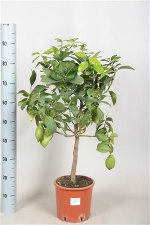 Beautiful Lemon trees with lemons on, Three sizes, fruit trees, indoor plants (80-100cm Lemon Tree)