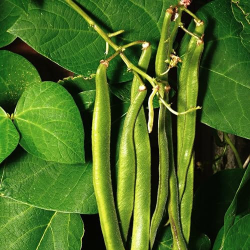 PREMIER SEEDS DIRECT - Runner Bean - Firestorm - 55 Grams ~ Approx 40 Seeds - SELF Fertile