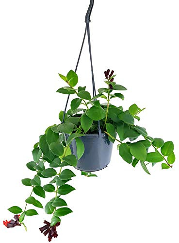 Fangblatt - Aeschynanthus Mona Lisa - atemberaubende Schamblume im Ø 14 cm Ampeltopf - pflegeleichte Zimmerpflanze zum Aufhängen