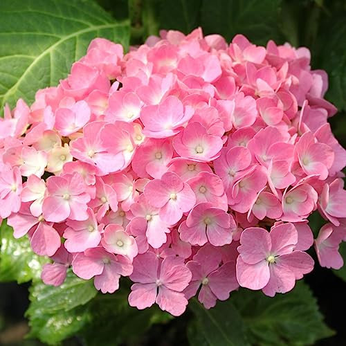 Bauernhortensie 'Hamburg' - Hydrangea macrophylla 'Hamburg' 25-30 cm - 25-30 cm Topf