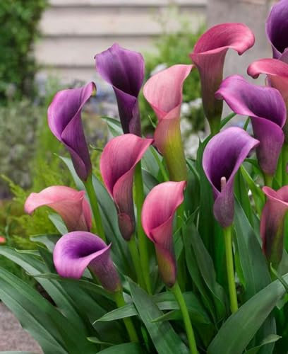 Calla Lily Bulbs Mix Golden Jade Carving Feels Garden Beautiful Now Mixed Crop for Planting Now UK Strong Plants That Grow Well