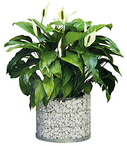 bellissa Gabionen-Blumentopf rund - 95863 - als Mini-Teich nutzbarer Pflanzkübel mit geschlossenem Folien-Einsatz - Durchmesser 40 cm, Höhe 30 cm