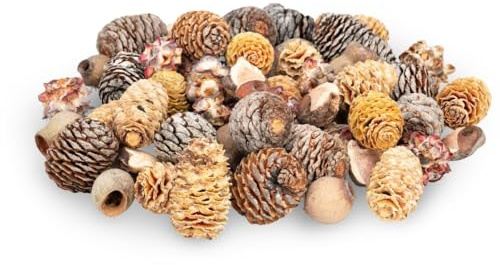 NaDeco Dekozapfen-Mix aus Südafrika, verpackt mit 0,5 kg, Größe ca. 2-4cm ca. 60-80 einzelne Naturzapfen | Tannenzapfen | Fichtenzapfen | Naturzapfen | Weihnachtsdekoration | Zapfen zum Basteln