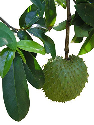 Guanábana -Stachelannone- (Annona muricata) 10 Samen