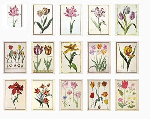 Postkartenbuch ‚Historische Tulpen‘