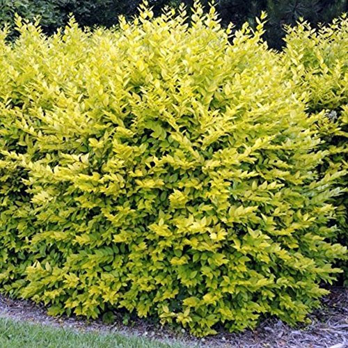 GardenersDream 5 x Gold Privet Hedging Plants - Ligustrum Aureum Evergreen Outdoor Plant - All Year Round Low Maintenance Garden Plants (9cm pots, 20-40cm)