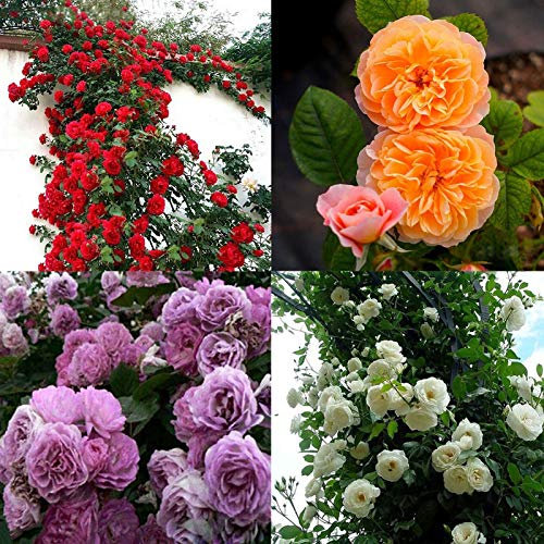 Oce180anYLVUK semi di rosa rampicante,500 pezzi/borsa semi di rose rampicanti perenni facili da produrre semi di fiori in vaso multicolori decorazioni da giardino Purple