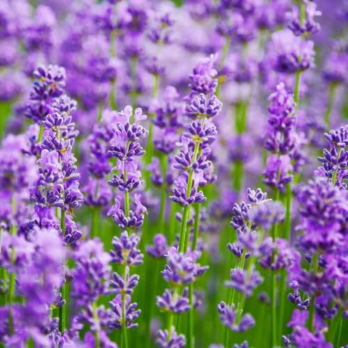 200 pezzi semi di lavanda resistenti - di giardino primavera semi di lavanda decorazione prato selvatica perenne,