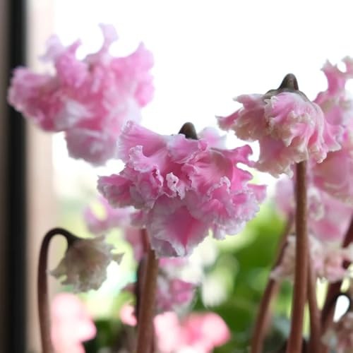 semi di ciclamino semi di come bomboniera estivi selvatici esotico decorazioni da giardino per esterni arredamento del soggiorno da balcone perenni resistenti 100pcs