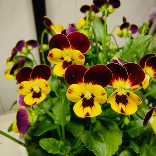 viola pensiero balcone in vaso giardino interna tappezzanteà 350semi