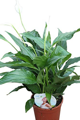 Indoor Plant -House or Office Plant -Spathyphyllum -40cm Tall- Peace Lily