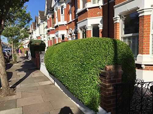 25 Green Privet Hedging Ligustrum Plants Hedge 40-60cm,Quick Growing Evergreen, Bare Root
