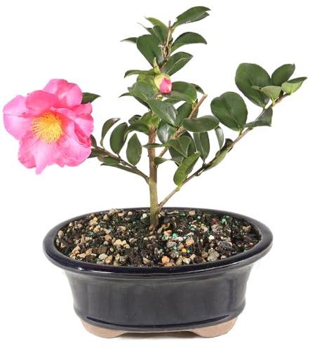 Brussel's Live Camellia Hot Flash Outdoor Bonsai Tree - 10 to 14 Tall with Decorative Container
