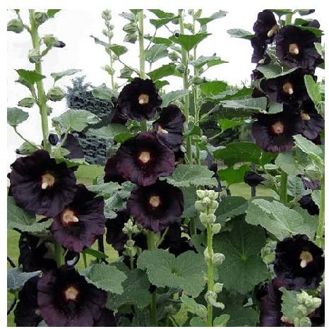 Alcea rosea 'Single Black' or 'Nigra' / Hollyhock/Seeds