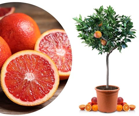 Meine Orangerie Blutorangenbaum Sanguinello Mezzo - echte Blutorange - Zitruspflanze - Blood Orange - veredelter Apfelsinenbaum in Gärtner-Qualität