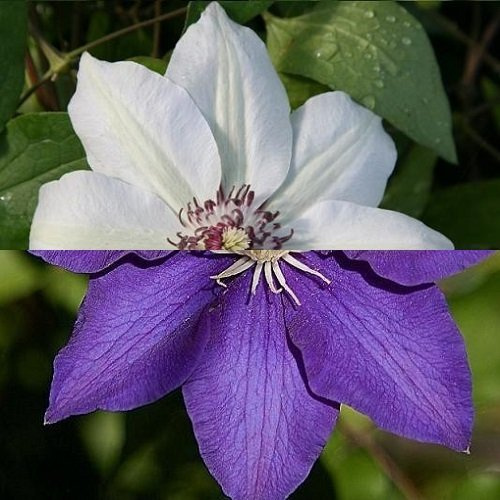 2 x klätterväxter av klematis: Clematis The President & Miss Bateman - Vit/Blå, Perenn & Vinterhärdig | 2 x 1,5 liters krukor
