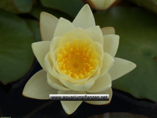 1 Seerose der Sorte Marliacea Chromatella gelbe Blüte für den Teich, Teichpflanzen, Wasserpflanzen