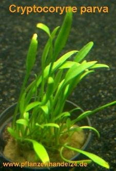 10 Töpfe Cryptocoryne parva, Wasserpflanzen