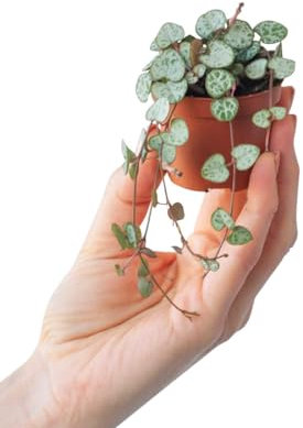 PLNTS - Baby Ceropegia Woodii String Of Hearts - Zimmerpflanze - Echte Pflanzen für Drinnen - 6cm Topf - Höhe 10cm