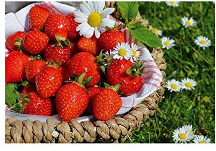 Pcs - 10x Fraises Semi Großfruchtig Tentation Fruits Plantes - Graines KS542 - Seeds & Plants Shop by Ipsa