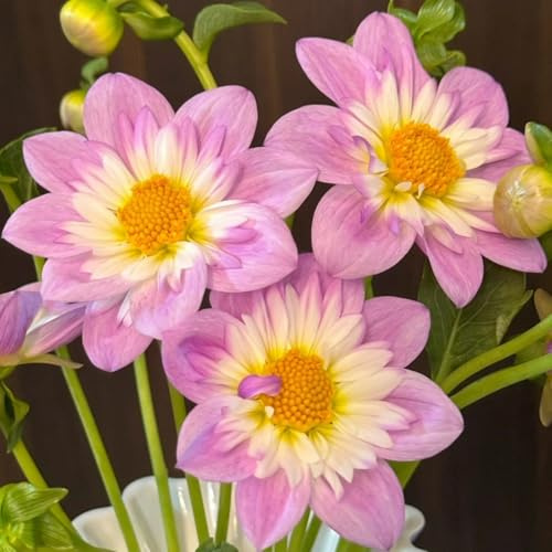 Dalias Tubérculos resistentes al invierno y dalias Cebollas - Dalias perennes Cebollas para comprar, Ideal para plantar -4Tubérculos-A
