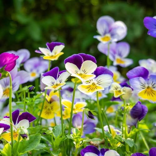 150 piezas semillas de pensamiento resistentes - de interior semillas pradera silvestres perennes, jardín para hombres,