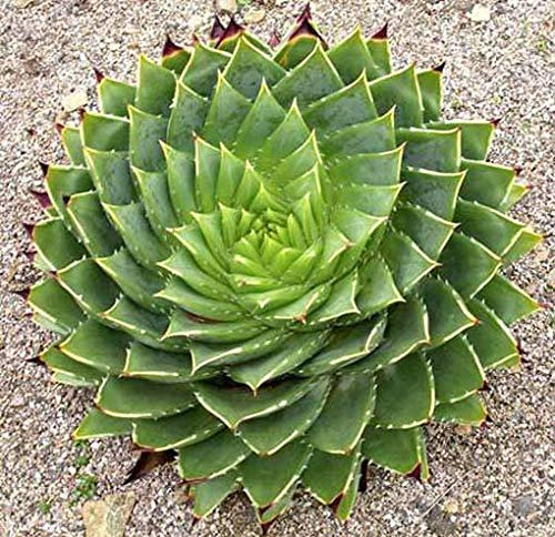 Portal Cool Aloe Polyphylla - 5 Semi - Espiral Aloe Suculente