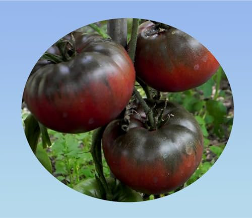 graines de tomate noire de crimée 0,300 grammes soit environ 135 graines - Planète graines - Solanum lycopersicum